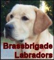 Labradors bred with emphasis on temperament, health & beauty since 1991.  Come visit the troop!!