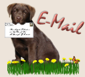 E-Mail Brassbrigade Labradors